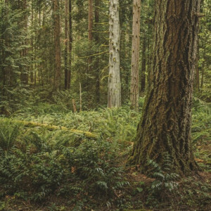 Во Вязниках нашли труп пропавшей в июле 49-летней женщины