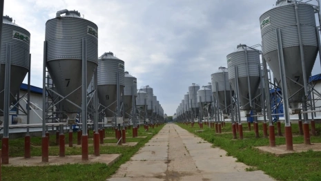 В Александровский район к 2024 году завезут 7 тыс. свиней