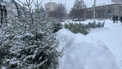 Во Владимире открылись 7 елочных базаров