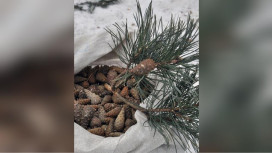 Во Владимирской области объявили сбор шишек