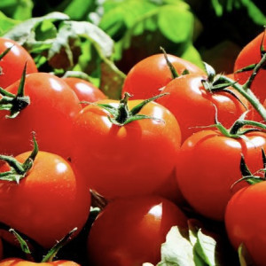 Во владимирских магазинах нашли контрафактную дыню и томаты