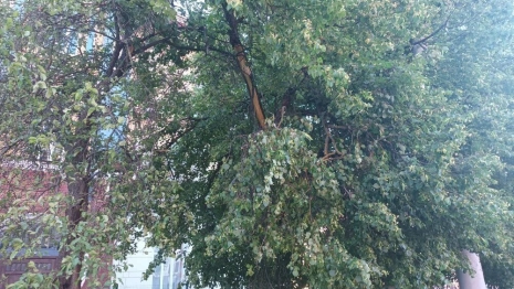 Во Владимира ураган «Эдгар» сломал деревья у Золотых ворот