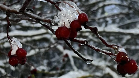 Во Владимирской области ряд населенных пунктов остался без света из-за мокрого снега