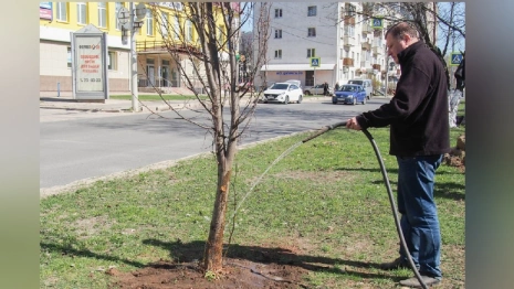 Во Владимире на двух улицах высадят 42 липы
