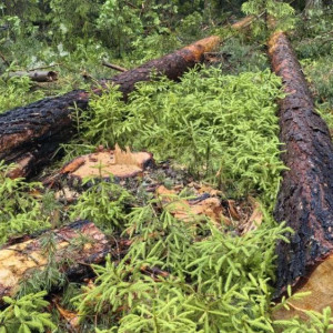 Жителя Судогды будут судить за вырубку леса на 750 тыс. рублей