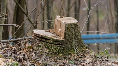 Во Владимире у Соловьиного пруда вместо спиленных ив высадят новые деревья  