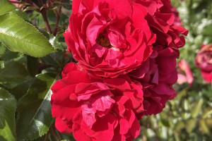 Прогноз погоды во Владимирской области на 17 июля 2025 года