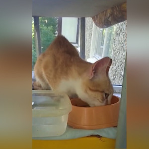 Во Владимире спасатель достал застрявшего на 15-метровой ели котенка