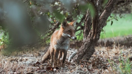 Власти назвали ситуацию с бешенством во Владимирской области напряженной