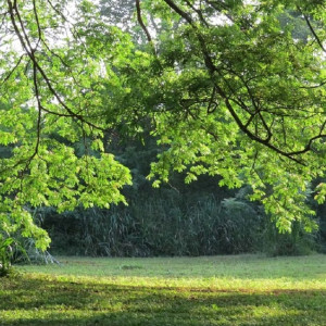 Мэр Владимира предложил доработать проект планировки парка «Дружба»