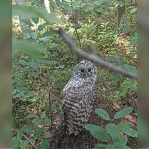 Во Владимирской области встретили краснокнижную неясыть