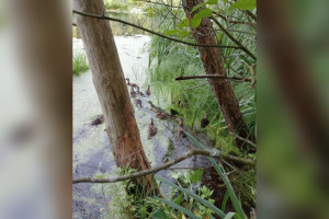 В водоемы пяти районов Владимирской области выпустили молодняк кряквы