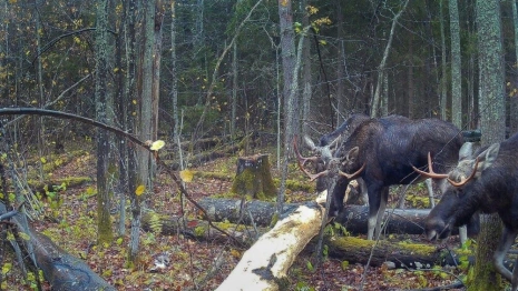 В лесу под Владимиром заметили лосиный квартет