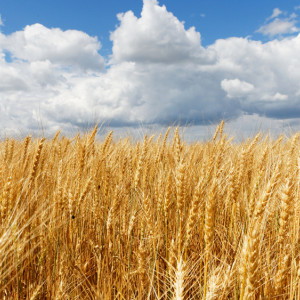 Девять целителей: что можно и нельзя делать 12 мая