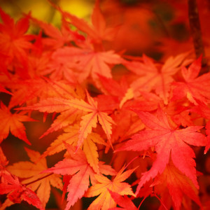 Прогноз во Владимирской области на 27 сентября