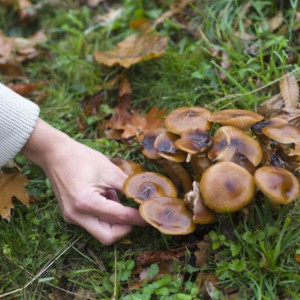 Гайд «День во Владимире». Что такое ботулизм и как избежать заражения через грибы