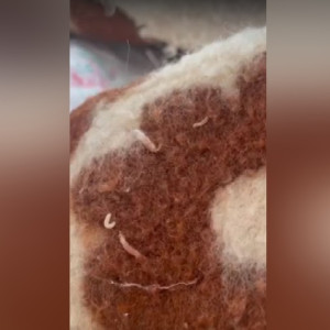 Во Владимирской области главврач ЦРБ признал наличие личинки моли в одеяле