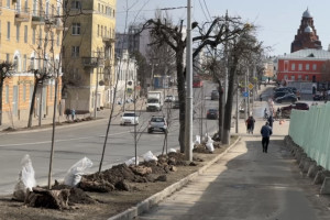 Во Владимире под надзором главного садовника высадили 50 лип