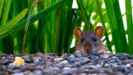Владимирским фермерам пообещали нашествие мышей на полях