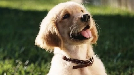 История с повешенной собакой в Муроме не обернулась уголовным делом