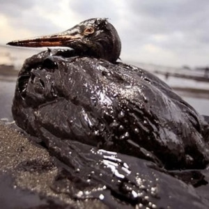 Волонтеры из Киржача начали помогать пострадавшим при разливе мазута на Черном море птицам