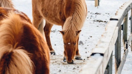 Гурьев день: что нужно сделать 28 ноября, чтобы отпугнуть неудачу
