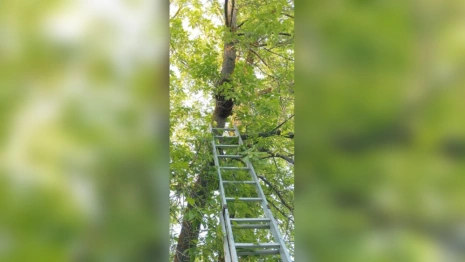 Во Владимире пчелы атаковали детский сад №3