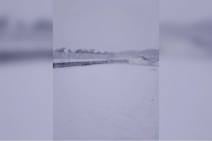 Последствия майского снегопада во Владимирской области показали на фото