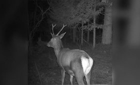 В Киржачском районе благородный олень попал в фотоловушку «крупным планом»
