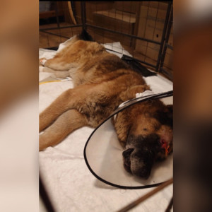 В Киржаче живодеры расстреляли собаку и выбросили на обочину