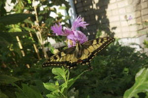 Во Владимире заметили махаона