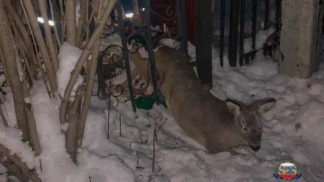 Во Владимирской области косуля застряла в заборе частного дома