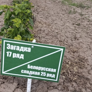 В Суздальском районе зазеленел сад с черной смородиной