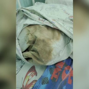 Пациенты владимирской детской больницы пожаловались на антисанитарию и тараканов