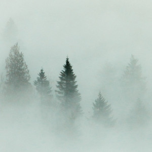 Во Владимирской области спрогнозировали туман и ухудшение видимости 3 ноября