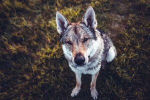 В Собинском районе обнаружили третий очаг бешенства