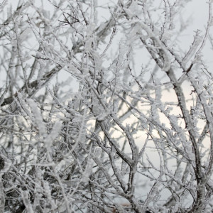 Во Владимире решили вырубить деревья в парке у ДТЮ