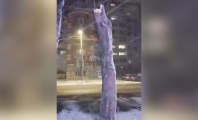 Дерево рухнуло на прохожих в Гусь-Хрустальном: есть пострадавшие