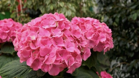 Власти Александрова собрались потратить 550 тыс. рублей на высадку цветов зимой