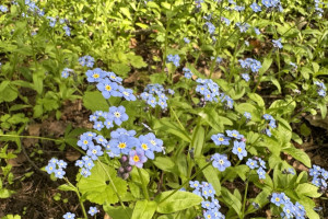 Прогноз погоды во Владимирской области на 18 июня 2025 года