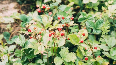 Кириллов день: что можно и нельзя делать 22 июня
