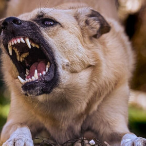 Владелец собаки, покусавшей ребенка, выплатит 100 тыс. рублей