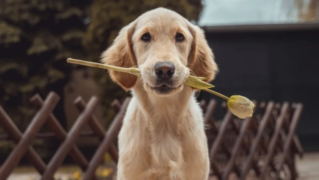 Животные из «Валенты» во Владимире начали переезжать в другой приют