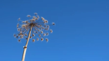 Во Владимирской области купят грейдеры для борьбы с борщевиком