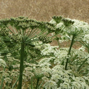 Во Владимирской области нарисуют карту борщевика 
