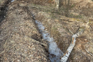 Вырубка 260 деревьев в Юрьев-Польском районе привела к уголовному делу