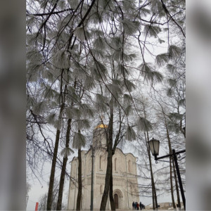 Во Владимире показали покрытый инеем парк у Дмитриевского собора