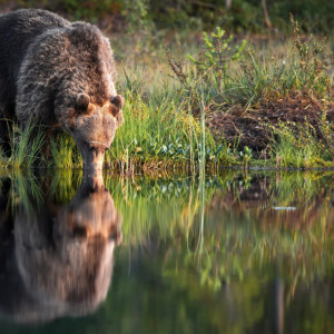 Во Владимирской области обнаружили следы бурого медведя