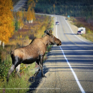 Владимирских водителей предупредили о выходящих на дороги диких животных
