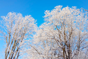 Церковный праздник сегодня 20 января: народные приметы в день Иоанна Крестителя